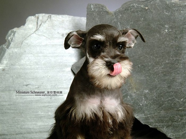 Miniature-Schnauzer-puppy-photo-83423_wallcoo.com.jpg