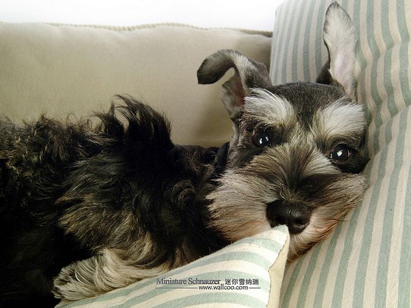 Miniature-Schnauzer-puppy-photo-83464_wallcoo.com.jpg