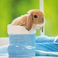 [wallcoo_com]_Lovely_rabbit_Picture_0da033068s.jpg