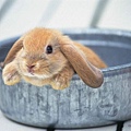 [wallcoo_com]_Lovely_rabbit_Picture_1da033003s.jpg
