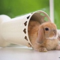 [wallcoo_com]_Lovely_rabbit_Picture_1da033023s.jpg