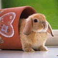 [wallcoo_com]_Lovely_rabbit_Picture_1da033025s.jpg