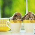 [wallcoo_com]_Lovely_rabbit_Picture_1da033054s.jpg