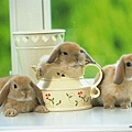[wallcoo_com]_Lovely_rabbit_Picture_1da033056s.jpg
