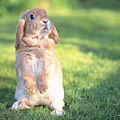 [wallcoo_com]_Lovely_rabbit_Picture_da033013s.jpg