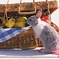 [wallcoo_com]_Lovely_rabbit_Picture_da033043s.jpg