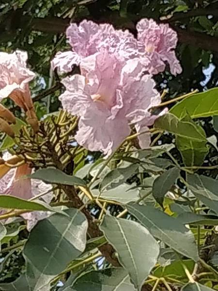 53201082_2569177466457922_3201059608407834624_n_2569177463124589.jpg 53201082_2569177466457922_3201059608407834624_n_2569177463124589.jpg