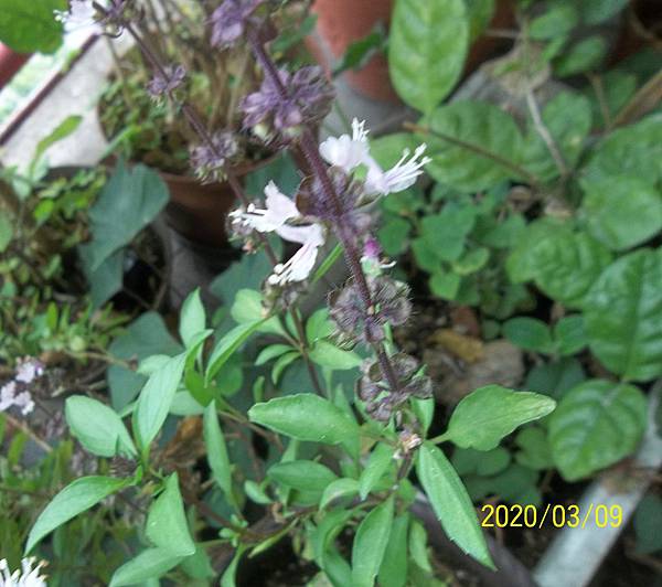 100_3700.JPG 100_3700.JPG