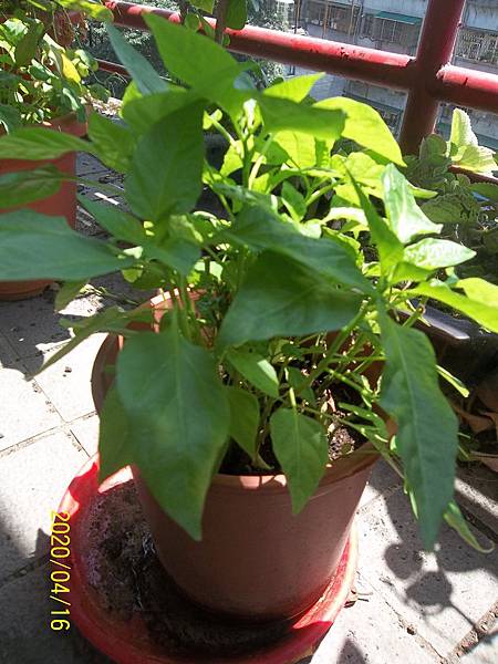 100_3749.JPG 100_3749.JPG