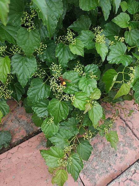 IMG_20200926_152439.jpg IMG_20200926_152439.jpg