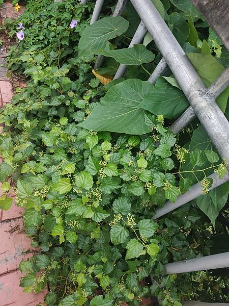 IMG_20200926_152430.jpg IMG_20200926_152430.jpg