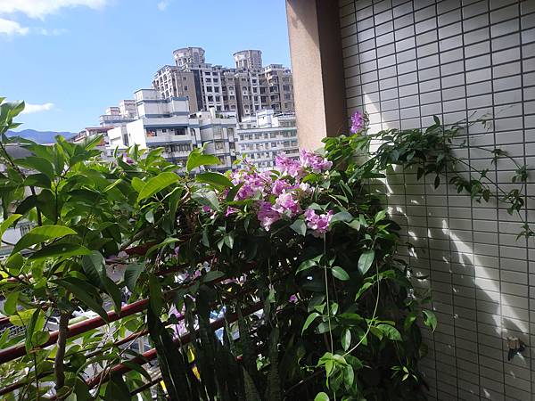 IMG_20201027_095905.jpg IMG_20201027_095905.jpg