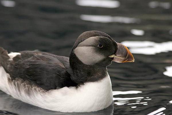 winter puffin.jpg