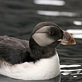 winter puffin.jpg