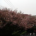 20110312淡水天元宮010.jpg