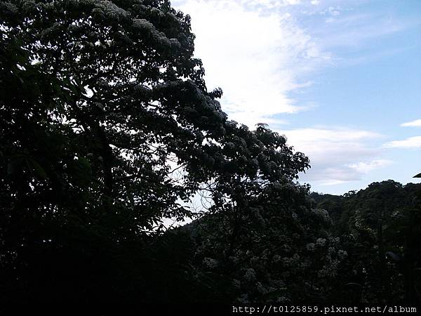 20120501土城賞桐步道  鮭仙人 008