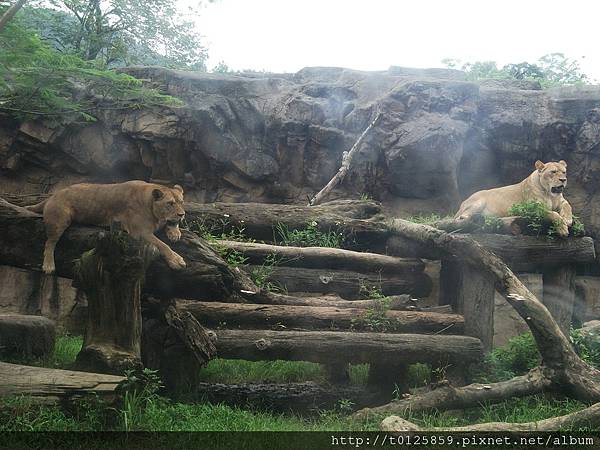 20120624木柵動物園 025