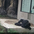 20120624木柵動物園 026