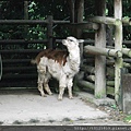 20120624木柵動物園 035