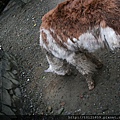 20120624木柵動物園 037