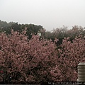 20110312淡水天元宮035.jpg