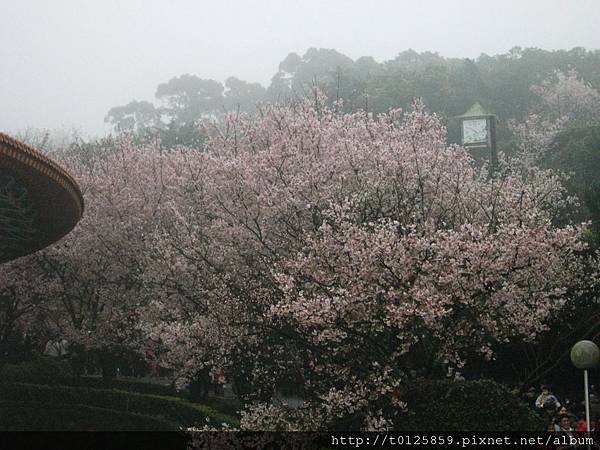 20110312淡水天元宮024.jpg