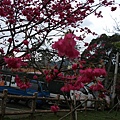 20110212慈湖角板山023.jpg