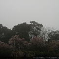 20110312淡水天元宮030.jpg