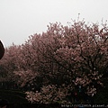 20110312淡水天元宮017.jpg