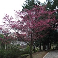 20110212慈湖角板山040.jpg