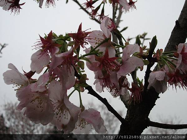 20110312淡水天元宮082.jpg