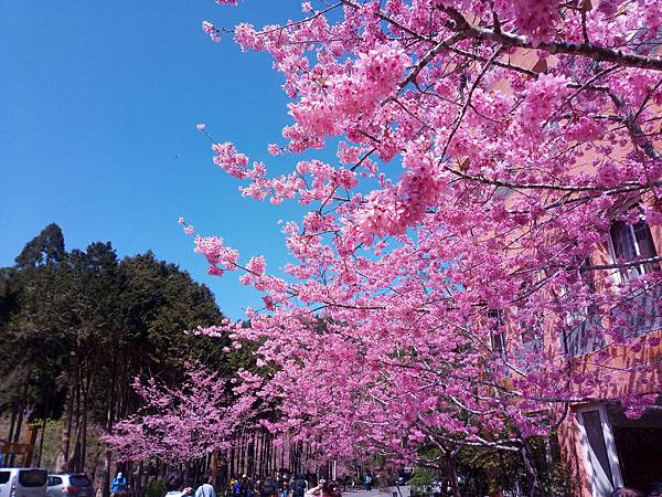 P_20190301_111439.jpg P_20190301_111439.jpg