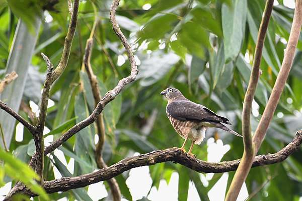 赤腹鷹春 秋過境 T的部落格 痞客邦