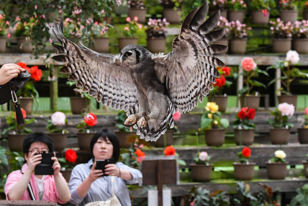 日本靜岡富士花鳥園 T的部落格 痞客邦 日本靜岡富士花鳥園 T的部落格 痞客邦