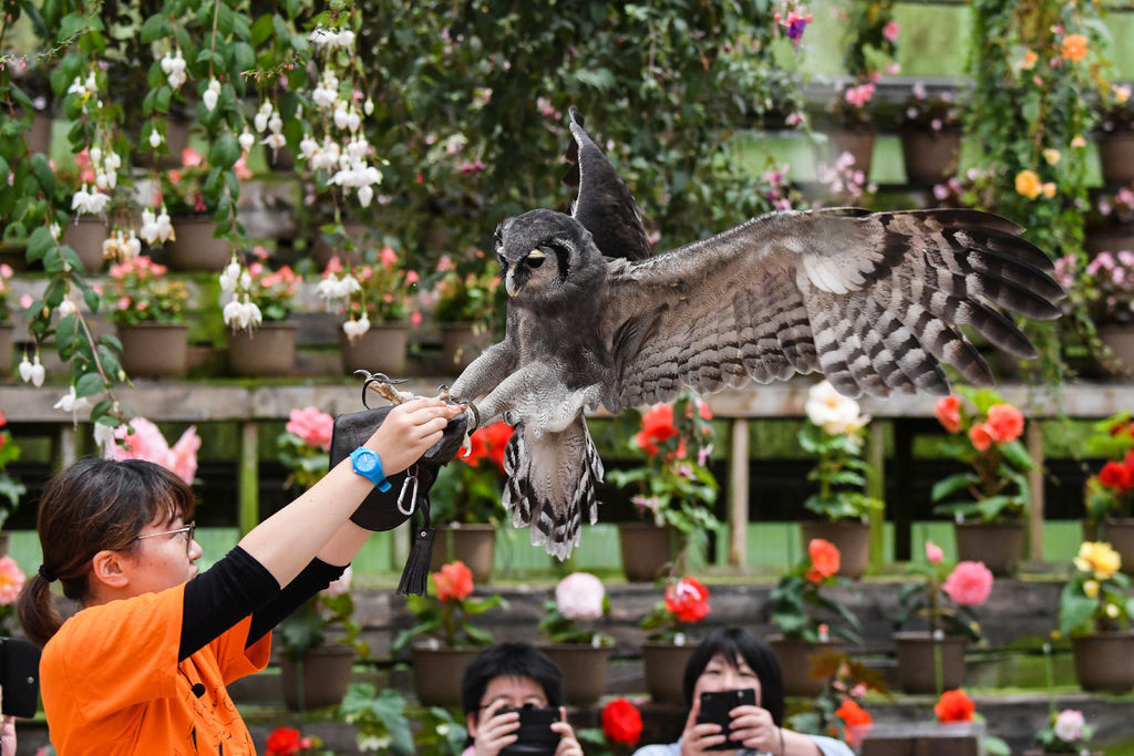 日本靜岡富士花鳥園 T的部落格 痞客邦 日本靜岡富士花鳥園 T的部落格 痞客邦