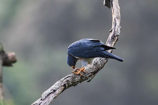 18赤腹鷹秋過境紀錄 T的部落格 痞客邦
