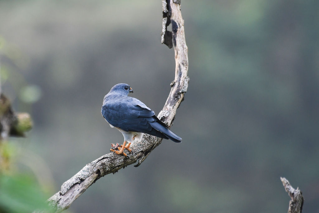 18赤腹鷹秋過境紀錄 T的部落格 痞客邦