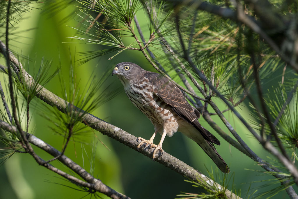 19赤腹鷹秋過境 T的部落格 痞客邦