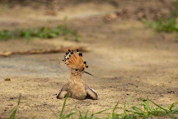 嘉義市東區親水公園 嘉義市東區親水公園