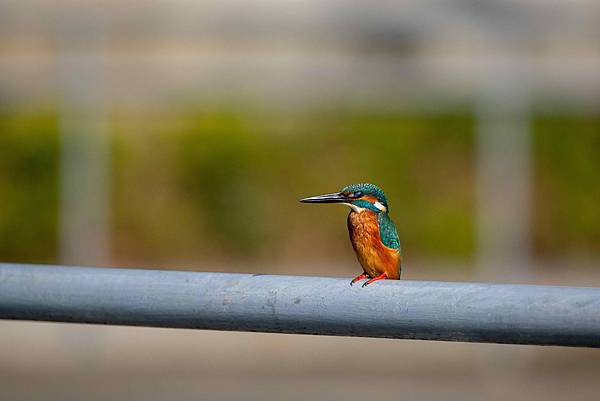 2024翠鳥@中興國中