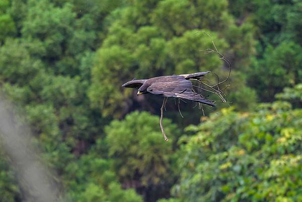 林鵰啣(咬)巢材