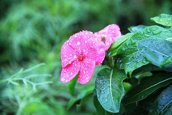 知卡宣拈花惹草-9.JPG