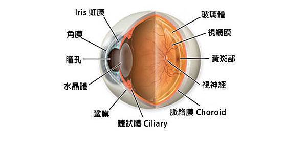 眼球構造