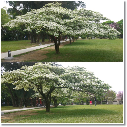 石管局流蘇花03 石管局流蘇花03