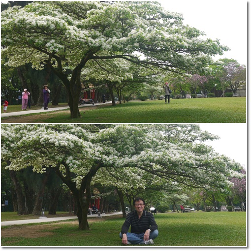 石管局流蘇花06 石管局流蘇花06