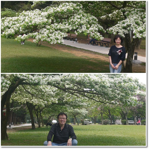 石管局流蘇花09 石管局流蘇花09