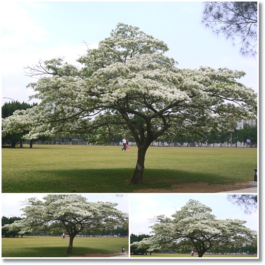 石管局流蘇花02 石管局流蘇花02