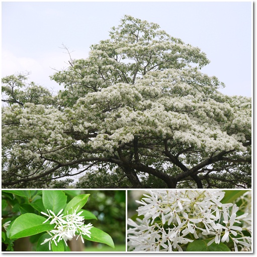 石管局流蘇花010 石管局流蘇花010