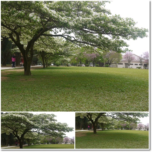 石管局流蘇花05 石管局流蘇花05