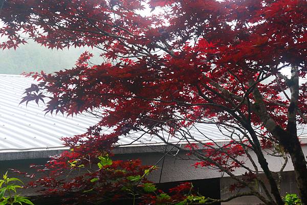 P1310273.JPG P1310273.JPG